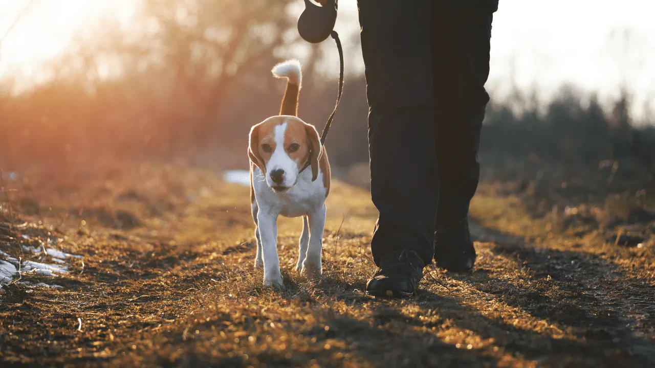 Creating a Comforting Home Environment Holistic Healing Techniques for Grieving Pets